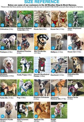 Show full view: Best Pet Supplies Voyager Black Trim Mesh Dog Harness, Purple, Small slide 9 of 12