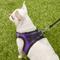 Show in main carousel: Best Pet Supplies Voyager Black Trim Mesh Dog Harness, Purple, X-Small slide 8 of 12