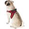 Show in main carousel: Best Pet Supplies Voyager Black Trim Mesh Dog Harness, Red, Large slide 6 of 12