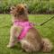 Show in main carousel: Best Pet Supplies Voyager Corduroy Dog Harness, Fuchsia, Large slide 8 of 11