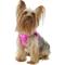 Show in main carousel: Best Pet Supplies Voyager Corduroy Dog Harness, Fuchsia, X-Small slide 5 of 11