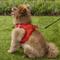 Show in main carousel: Best Pet Supplies Voyager Corduroy Dog Harness, Red, Large slide 8 of 11