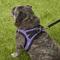 Show in main carousel: Best Pet Supplies Voyager Padded Faux Leather Dog Harness, Purple, Large slide 8 of 11