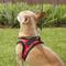 Show in main carousel: Best Pet Supplies Voyager Padded Fleece Dog Harness, Red, X-Small slide 6 of 11