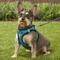 Show in main carousel: Best Pet Supplies Voyager Padded Fleece Dog Harness, Turquoise, Medium slide 7 of 11