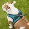 Show in main carousel: Best Pet Supplies Voyager Padded Fleece Dog Harness, Turquoise, X-Large slide 6 of 11