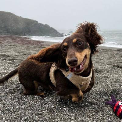 Show full view: Best Pet Supplies Voyager Plush Suede Dog Harness, Latte, X-Large slide 8 of 11