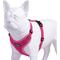 Show in main carousel: Best Pet Supplies Voyager Step-in Lock Dog Harness, Fuchsia with Matching Trim, Large slide 4 of 6