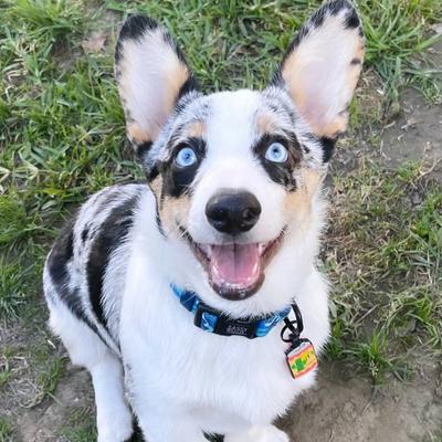 Show full view: Besties Beer Silicone Jingle-Free Silicone Dog ID Tag slide 5 of 6