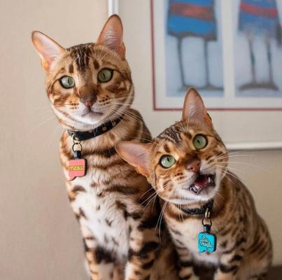 Show full view: Besties Ew, People Silicone Lightweight Cat ID Tag slide 3 of 5