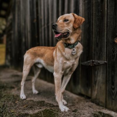 Show full view: Besties Jingle-Free Silicone Dog ID Tag, Sage slide 7 of 8