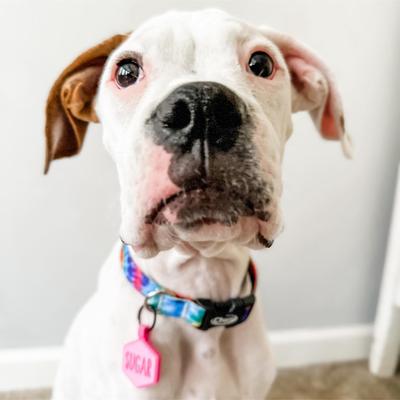 Show full view: Besties Jingle-Free Silicone Dog ID Tag, White slide 7 of 9