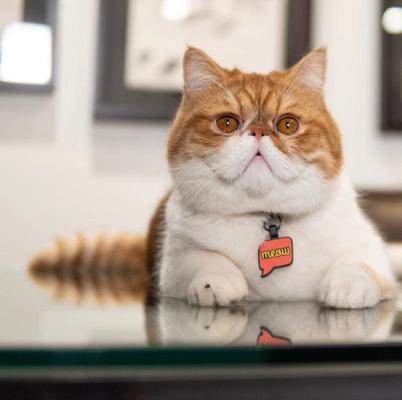 Show full view: Besties Meow Silicone Lightweight Cat ID Tag slide 4 of 5