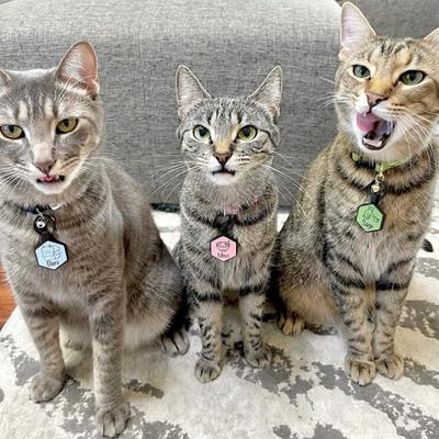 Show full view: Besties Mini Mountain Adventure Design Jingle-Free Silicone Cat & Dog ID Tag, Flamingo Pink slide 7 of 9