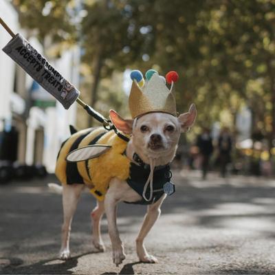 Show full view: Besties Mini Mountain Adventure Design Jingle-Free Silicone Cat & Dog ID Tag, Sky Blue slide 6 of 9