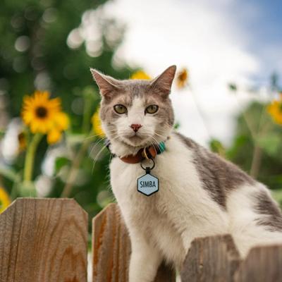 Show full view: Besties Mini Mountain Adventure Design Jingle-Free Silicone Cat & Dog ID Tag, White slide 5 of 9