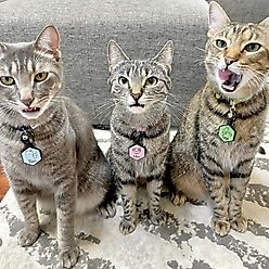 Besties Mini Wildflowers Design Jingle-Free Silicone Cat & Dog ID Tag, Lavender slide 2 of 8