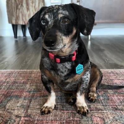 Show full view: Besties Mini Woodland Design Jingle-Free Silicone Cat & Dog ID Tag, Sky Blue slide 9 of 11