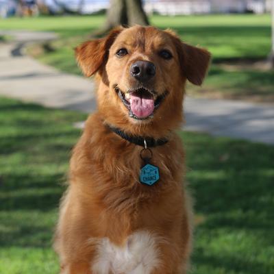 Show full view: Besties Mountain Adventure Design Jingle-Free Silicone Dog ID Tag, Red slide 8 of 9