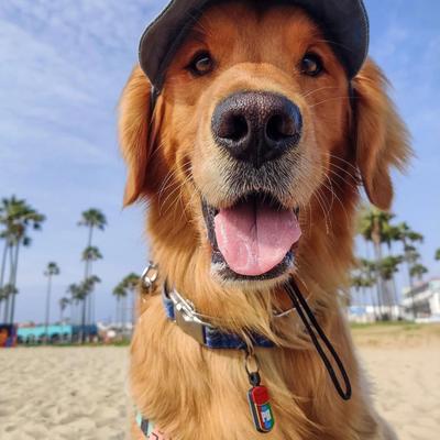 Show full view: Besties Peanut Butter Jingle-Free Silicone Dog ID Tag slide 5 of 7