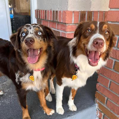 Show full view: Besties Pizza Heart Best Friends Set of 2 Jingle-Free Silicone Cat & Dog ID Tags slide 5 of 6