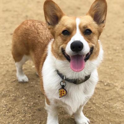 Show full view: Besties Pizza Your Heart Jingle-Free Silicone Dog ID Tag slide 3 of 5