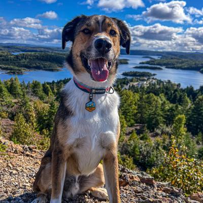 Show full view: Besties Pup's Peak Mountain Design Jingle-Free Silicone Dog ID Tag, Alpine Meadow slide 9 of 10