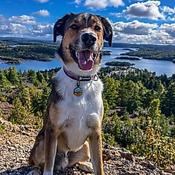 Besties Pup's Peak Mountain Design Jingle-Free Silicone Dog ID Tag, Sand Canyon slide 2 of 8