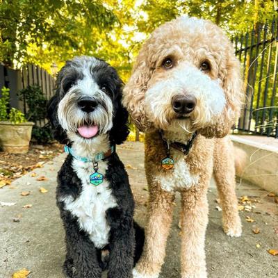 Show full view: Besties Pup's Peak Mountain Design Jingle-Free Silicone Dog ID Tag, Wild Bloom slide 6 of 9