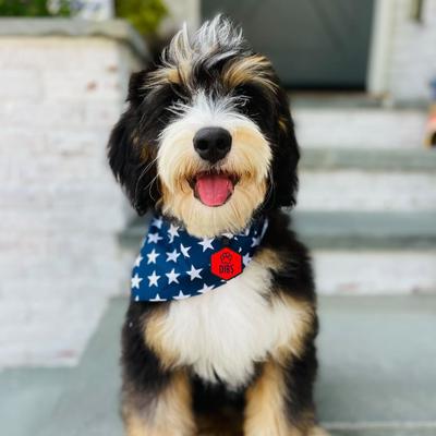 Show full view: Besties Salt & Sun Design Jingle-Free Silicone Dog ID Tag, Red slide 8 of 9