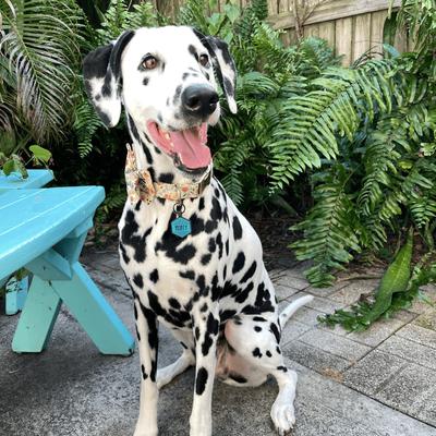 Show full view: Besties Salt & Sun Design Jingle-Free Silicone Dog ID Tag, Sage slide 6 of 9