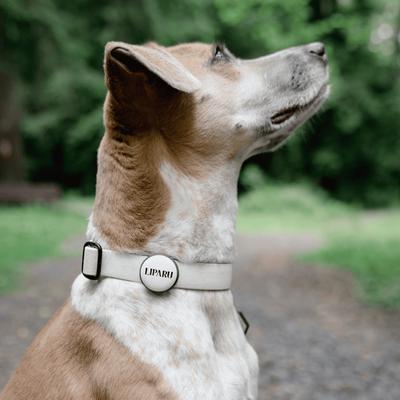 Show full view: Besties Slide-On Cat & Dog ID Tag, Cream slide 6 of 9