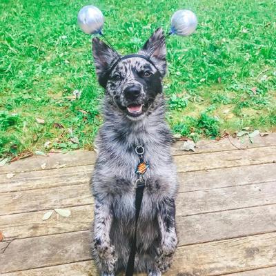 Show full view: Besties Spaced Out Jingle-Free Silicone Dog ID Tag slide 6 of 8