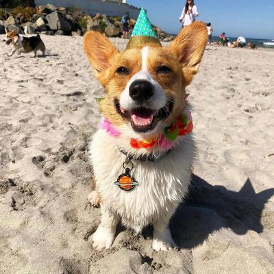 Show full view: Besties Spaced Out Jingle-Free Silicone Dog ID Tag slide 4 of 8