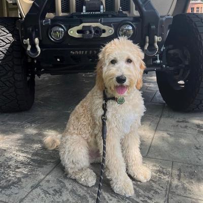 Show full view: Besties Stay Wild Design Jingle-Free Silicone Dog ID Tag, Sage slide 7 of 10