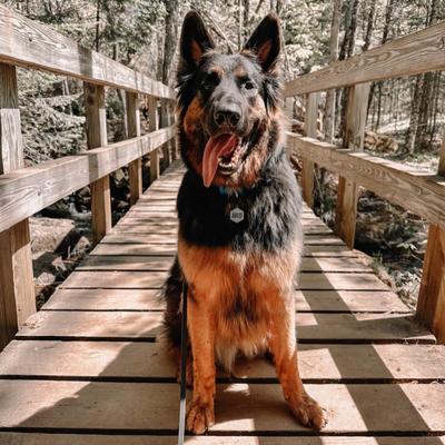 Show full view: Besties Stay Wild Design Jingle-Free Silicone Dog ID Tag, White slide 8 of 9