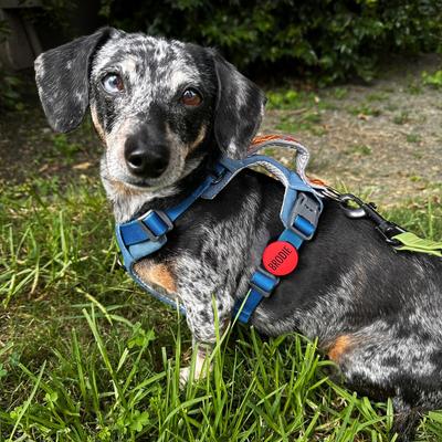 Show full view: Besties Superbloom Design Slide-On Jingle-Free Silicone Cat & Dog ID Tag with AirTag Holder, Turquoise slide 7 of 8