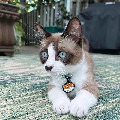 Show full view: Besties Sushi Silicone Lightweight Cat ID Tag slide 4 of 6