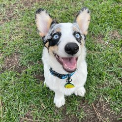 Besties Tacos Silicone Jingle-Free Silicone Dog ID Tag slide 2 of 5