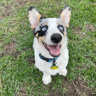 Show full view: Besties Tacos Silicone Jingle-Free Silicone Dog ID Tag slide 4 of 5