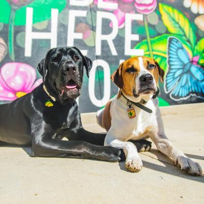 Show full view: Besties Tacos Silicone Jingle-Free Silicone Dog ID Tag slide 3 of 5