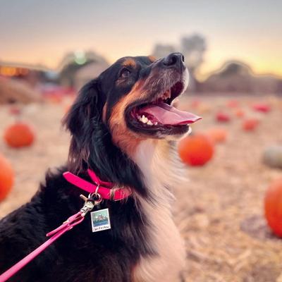 Show full view: Besties We Out Here Jingle-Free Silicone Dog ID Tag slide 6 of 7