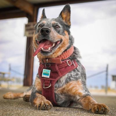 Show full view: Besties We Out Here Jingle-Free Silicone Dog ID Tag slide 4 of 7