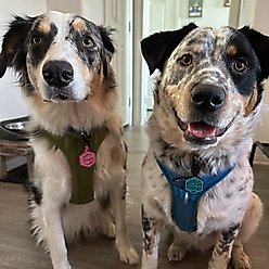 Besties Wildflowers Design Jingle-Free Silicone Dog ID Tag, Heather Purple slide 2 of 8