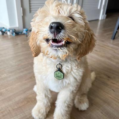 Show full view: Besties Woodland Design Jingle-Free Silicone Dog ID Tag, Lavender slide 7 of 9