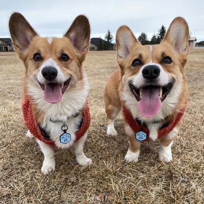 Show full view: Besties Woodland Design Jingle-Free Silicone Dog ID Tag, Red slide 8 of 9