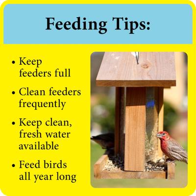 Show full view: Better Bird Finch Bird Food, 4-lb bag slide 8 of 9