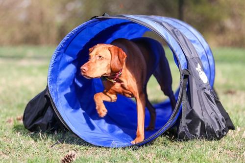 Show full view: Better Sporting Dogs 10-ft Agility Tunnel with Sandbag Dog Toy, Blue slide 8 of 10