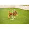 Show in main carousel: Better Sporting Dogs 3 Piece Essential Agility Equipment Set Dog Toy, Blue slide 9 of 11