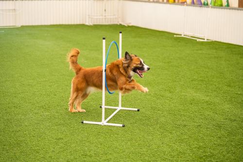 Show full view: Better Sporting Dogs 3 Piece Essential Agility Equipment Set Dog Toy, Blue slide 9 of 11